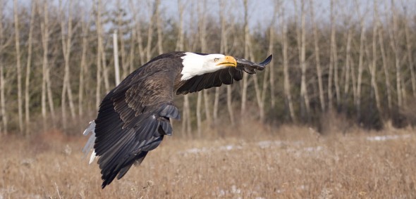 Bald eagle. Credit: Ann Brokelman Photography 