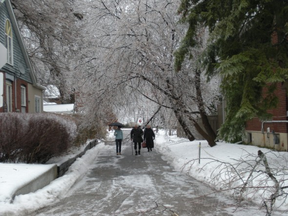 Folks navigating the ice and fallen tree limb on Kingsbury Crescent