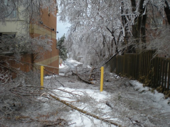 Rodeo Pathway at Kingston Road.