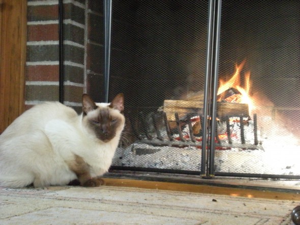 Todd and Forrester's cat staying cosy by the fire