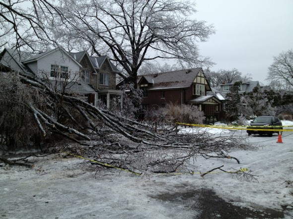 Another shot of the same tree on Cornell Ave